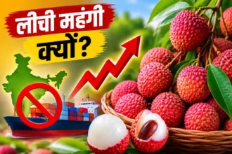 litchi-price-hike-india-second-largest-producer-export-low-why-costly