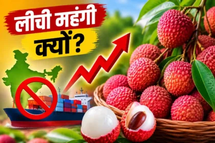 litchi-price-hike-india-second-largest-producer-export-low-why-costly