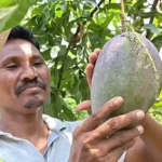 miyazaki-mango-farmer-deba-padhiyami-odisha-success-story