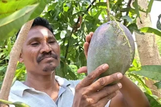miyazaki-mango-farmer-deba-padhiyami-odisha-success-story