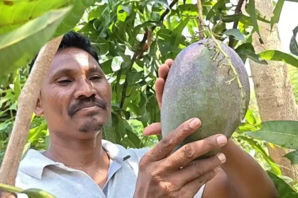 miyazaki-mango-farmer-deba-padhiyami-odisha-success-story