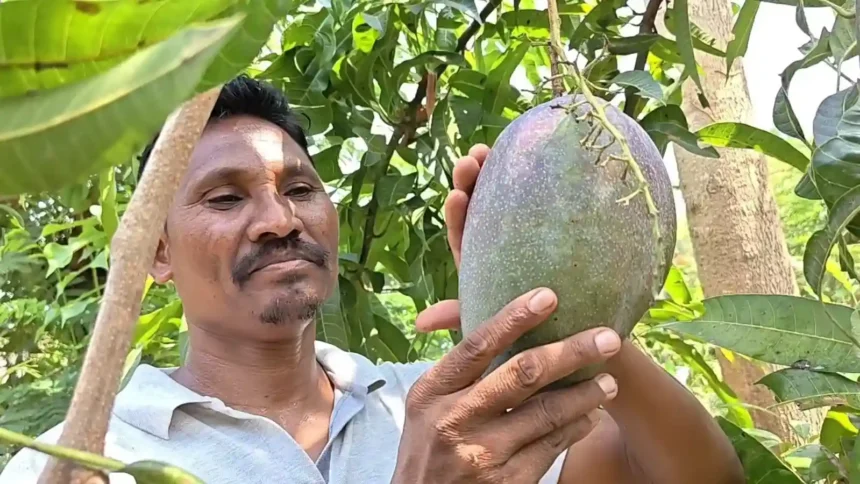 miyazaki-mango-farmer-deba-padhiyami-odisha-success-story