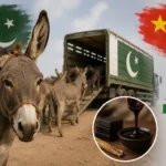 pakistan-donkey-export-industry-china-demand-gdp