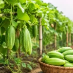 parwal-farming-tips-profit-income-vegetable-farming