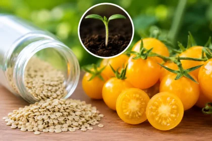 summer-sun-tomato-seeds-price-3-crore-per-kg-speciality-benefits-hindi