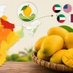 top-20-mango-producing-states-in-india-up-number-one