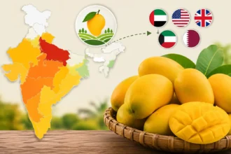top-20-mango-producing-states-in-india-up-number-one