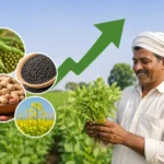 zaid-crop-sowing-increase-pulses-oilseeds-good-news