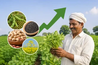 zaid-crop-sowing-increase-pulses-oilseeds-good-news