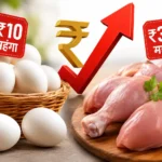egg-chicken-price-hike-andhra-pradesh-rain-demand-fuel-cost