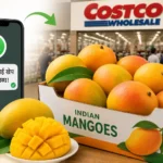 indian-mango-demand-record-in-america-whatsapp-sales-costco-price