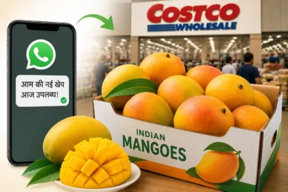 indian-mango-demand-record-in-america-whatsapp-sales-costco-price