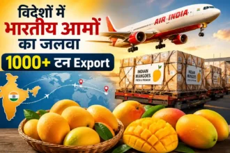 indian-mango-export-air-india-alphonso-kesar-demand-abroad