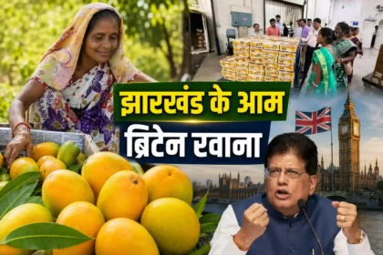 jharkhand-amrapali-mango-export-uk-first-shipment