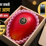most-expensive-mango-miyazaki-mango-price-reason