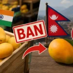 nepal-ban-on-indian-mango-import-pesticide-residue
