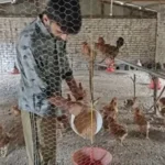 poultry-farming-success-story-monthly-income-60000-government-scheme