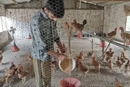 poultry-farming-success-story-monthly-income-60000-government-scheme