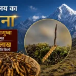 yarsagumba-price-himalayan-gold-worth-20-lakh-rupees-per-kg-hindi