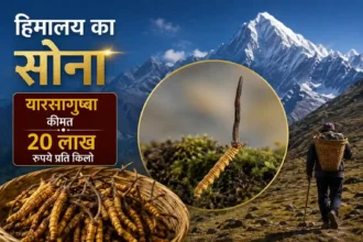 yarsagumba-price-himalayan-gold-worth-20-lakh-rupees-per-kg-hindi