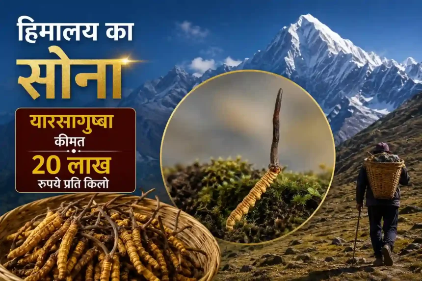 yarsagumba-price-himalayan-gold-worth-20-lakh-rupees-per-kg-hindi