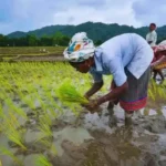 kharif-crop-sowing-decline-paddy-pulses-oilseeds-impact-on-farmers-economy