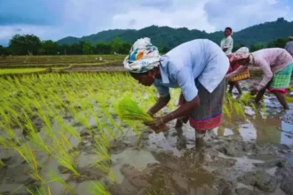 kharif-crop-sowing-decline-paddy-pulses-oilseeds-impact-on-farmers-economy