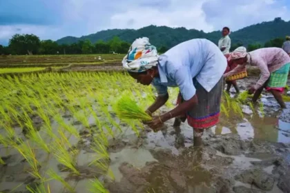 kharif-crop-sowing-decline-paddy-pulses-oilseeds-impact-on-farmers-economy