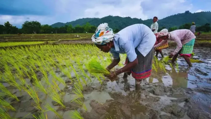 kharif-crop-sowing-decline-paddy-pulses-oilseeds-impact-on-farmers-economy