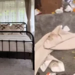 shillong-airbnb-viral-video-up-guests-property-damage-allegation