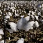 cotton-sowing-kharif-july-rain-cotton-production-textile-industry-impact