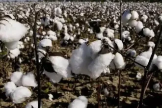 cotton-sowing-kharif-july-rain-cotton-production-textile-industry-impact