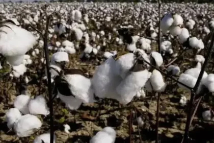 cotton-sowing-kharif-july-rain-cotton-production-textile-industry-impact