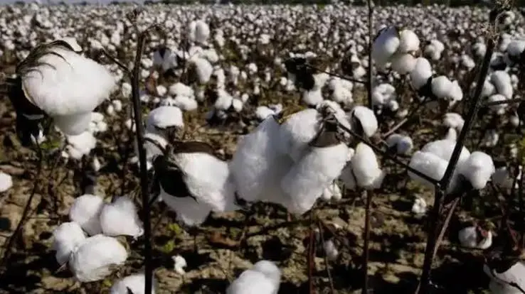 cotton-sowing-kharif-july-rain-cotton-production-textile-industry-impact