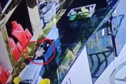 rat-steals-rs-10-lakh-jewellery-caught-on-cctv-karnataka-tumakuru