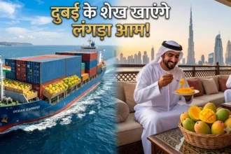 up-mango-export-dubai-12-5-ton-dussehri-langra-mango-sea-route