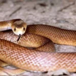world-most-venomous-snake-inland-taipan-facts-hindi