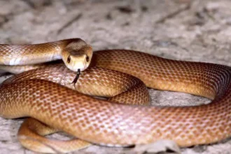 world-most-venomous-snake-inland-taipan-facts-hindi