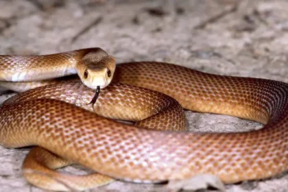 world-most-venomous-snake-inland-taipan-facts-hindi