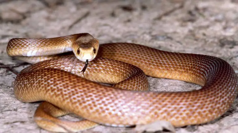 world-most-venomous-snake-inland-taipan-facts-hindi