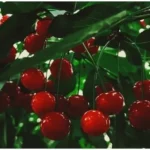areko-cherry-scentrose-plum-first-export-uae-farmers-got-120-percent-higher-price