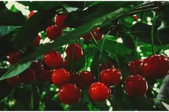 areko-cherry-scentrose-plum-first-export-uae-farmers-got-120-percent-higher-price