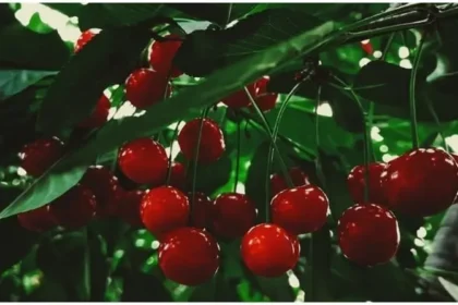areko-cherry-scentrose-plum-first-export-uae-farmers-got-120-percent-higher-price