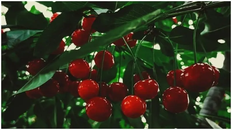 areko-cherry-scentrose-plum-first-export-uae-farmers-got-120-percent-higher-price