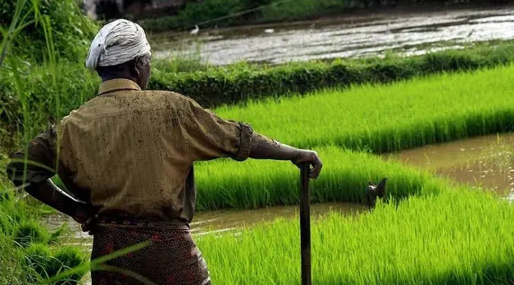 chinese-herbicide-imports-glufosinate-india-tightens-customs-check-anti-dumping-review