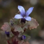 cyananthus-hookeri-rare-himalayan-flower-found-in-india-after-158-years