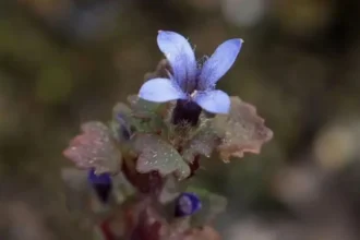 cyananthus-hookeri-rare-himalayan-flower-found-in-india-after-158-years