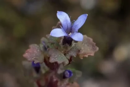 cyananthus-hookeri-rare-himalayan-flower-found-in-india-after-158-years