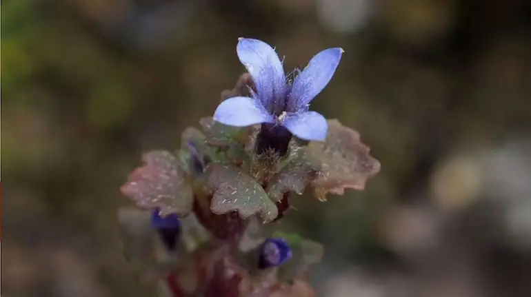 cyananthus-hookeri-rare-himalayan-flower-found-in-india-after-158-years
