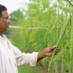 sukhe-mein-sahjan-ki-kheti-se-kisan-sandeep-kadam-ki-success-story